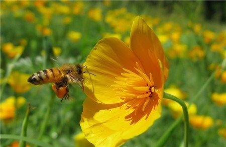 花菱草常见病虫害及防治方法 花菱草常见病虫害及防治方法