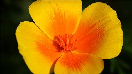花菱草常见病虫害及防治方法 花菱草常见病虫害及防治方法