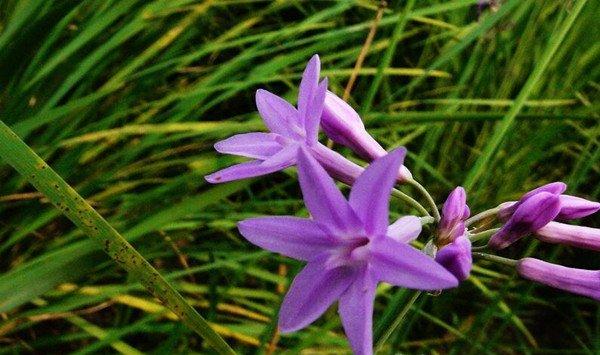 紫娇花常见病害及防治方法
