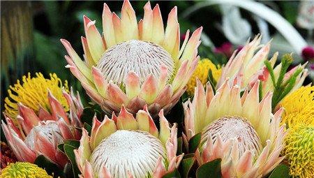 帝王花常见病害及防治方法