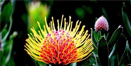 帝王花常见病害及防治方法