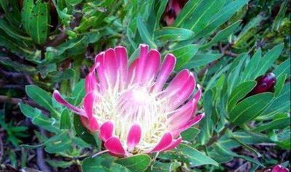 帝王花常见病害及防治方法