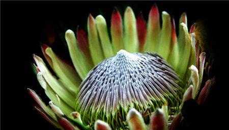 帝王花常见病害及防治方法