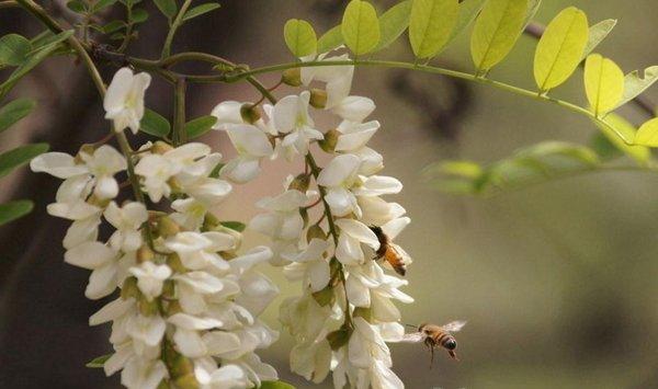 槐花夏季常见虫害及防治方法