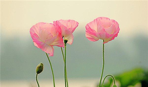 虞美人常见病虫害及防治办法