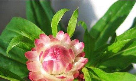 麦秆菊的锈病 麦秆菊的锈病