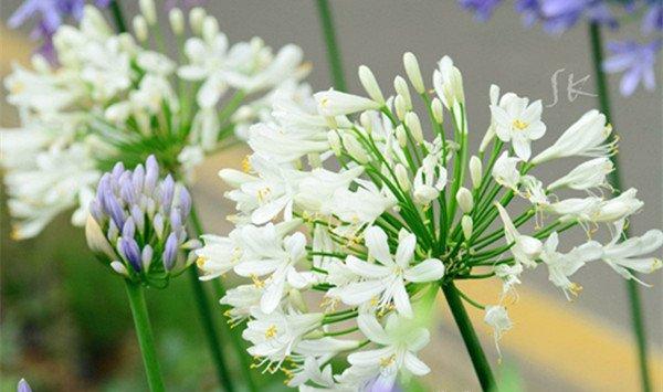 百子莲常见病害及防治方法
