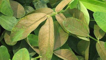 松果菊的病害：黄叶病