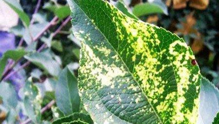 松果菊的病害：花叶病