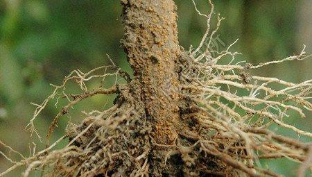 松果菊的病害：根腐病