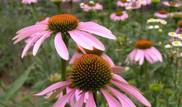 松果菊的病害和防治方法