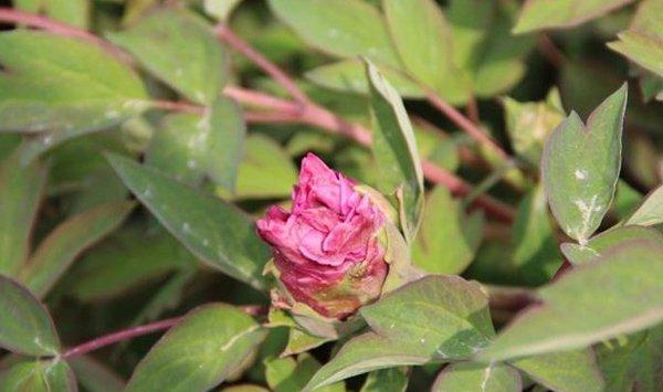 牡丹花常见病害及防治方法