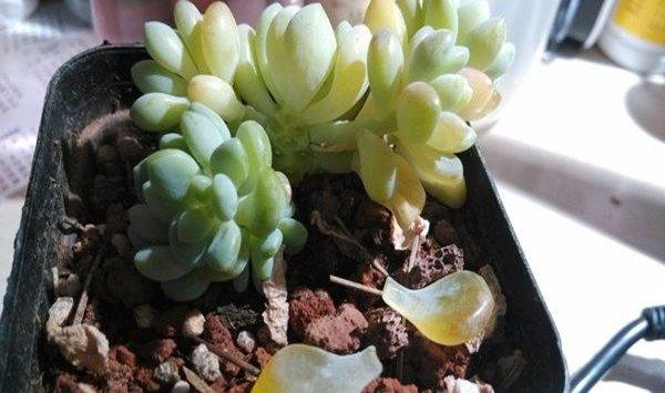 凝脂莲叶子水化怎么办