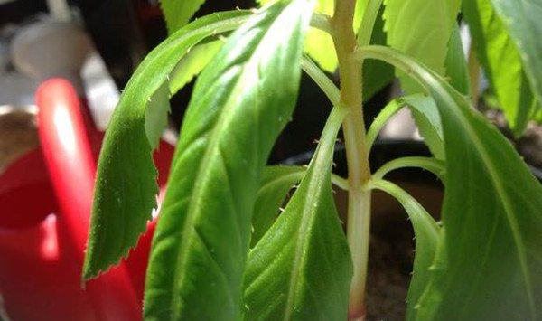 凤仙花蔫了怎么办