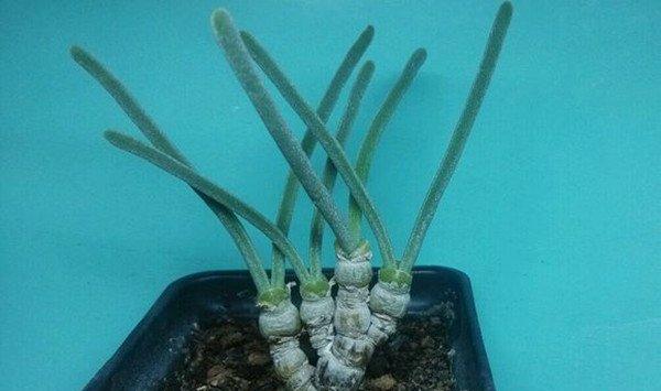 碧光环耳朵长长的是徒长了吗