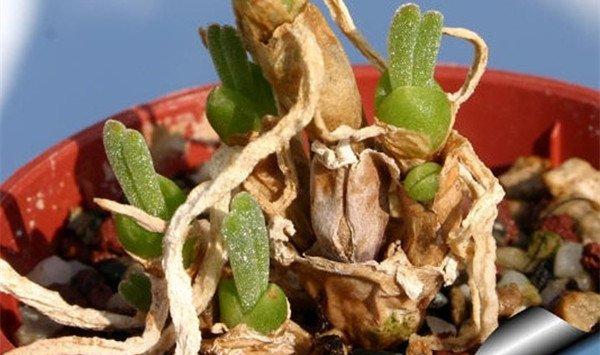 碧光环冬夏枯萎了是死了吗
