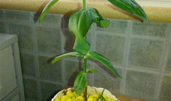 百日草徒长了怎么办