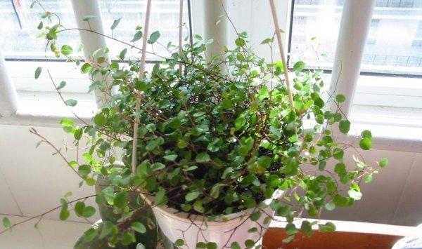 千叶吊兰植株干枯，枯萎怎么办