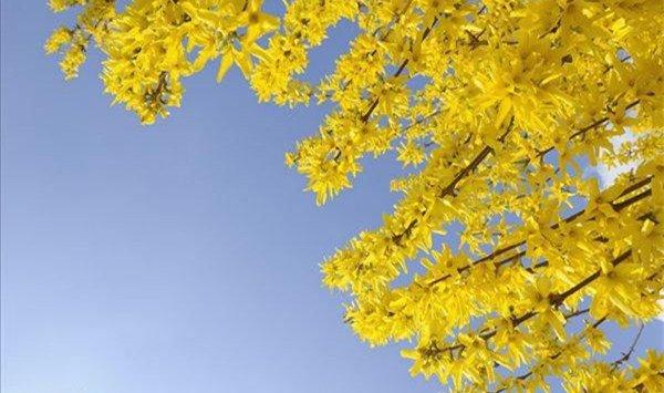 连翘只开花不结果怎么办