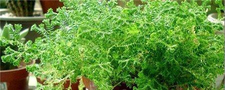 翠云草叶片发干泛黄怎么办 翠云草叶片发干泛黄怎么办