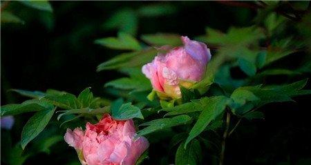 牡丹花叶子干尖的原因 牡丹花叶子干尖的原因
