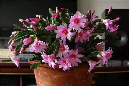 虫害 虫害