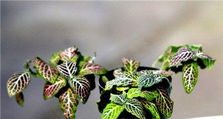 网纹草叶子萎蔫的原因之缺水 网纹草叶子萎蔫的原因之缺水