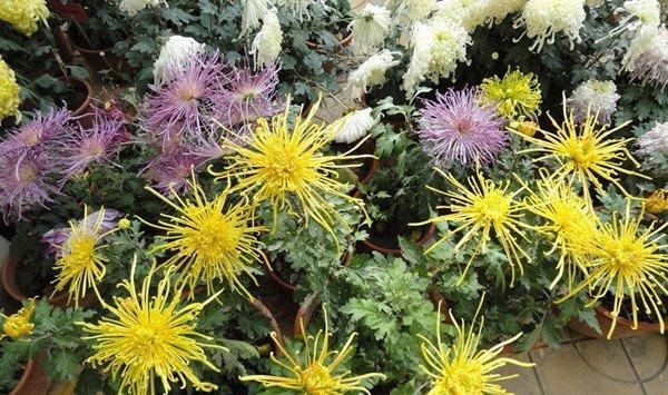 盆栽菊花脚叶脱落怎么办