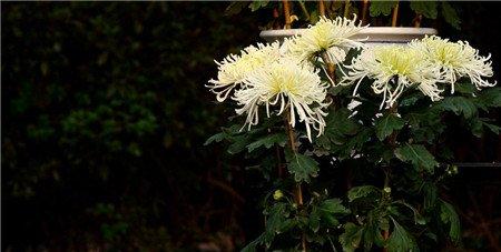 采取防止盆栽菊下部叶片枯黄、脱落的措施