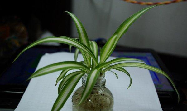 如何防止吊兰叶尖干枯