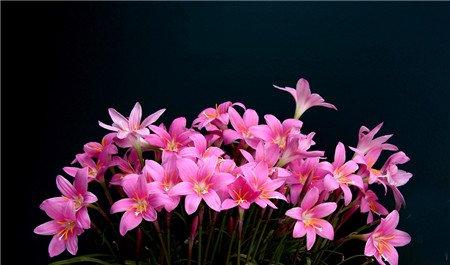 韭菜莲怎么能多开花 韭菜莲怎么能多开花
