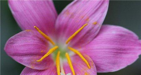 韭菜莲怎么能多开花 韭菜莲怎么能多开花