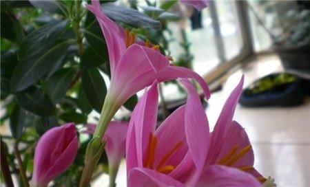 韭菜莲为什么不开花 韭菜莲为什么不开花