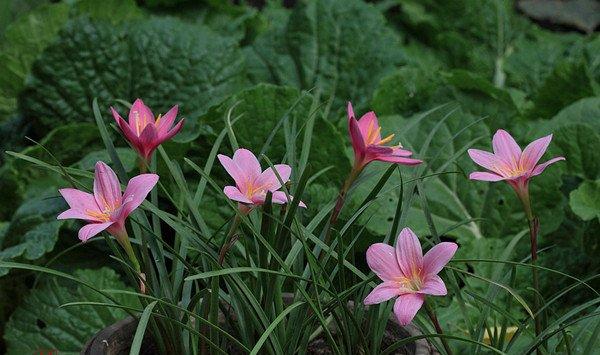 韭菜莲为什么不开花