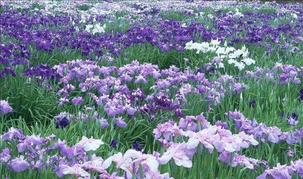 鸢尾为什么不开花
