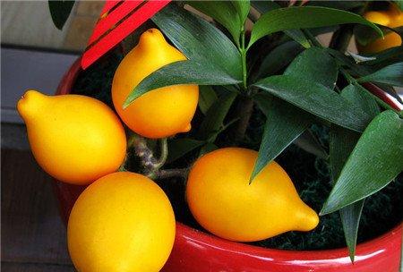 黄金果日烧现象 黄金果日烧现象