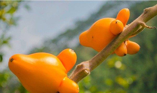 黄金果(乳茄)常见问题及解决办法 黄金果(乳茄)常见问题及解决办法