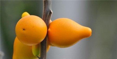 黄金果裂果怎么办 黄金果裂果怎么办