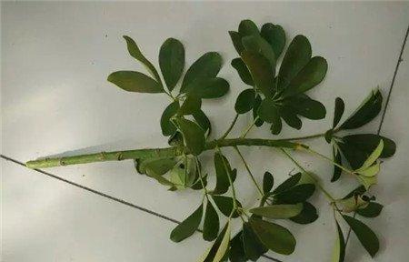 剪枝，将有病虫害的部位剪去。