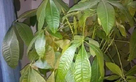 修剪后可喷施1%波尔多液予以防治，每隔7天喷施一次，全生长期共喷施4~5次