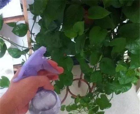 用喷壶给叶子喷水，让叶子充分湿润