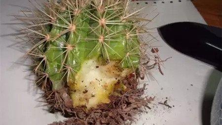 切除烂根部分，用多菌灵消毒。