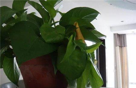 之后搬到阴凉通风的地方养护5-7天