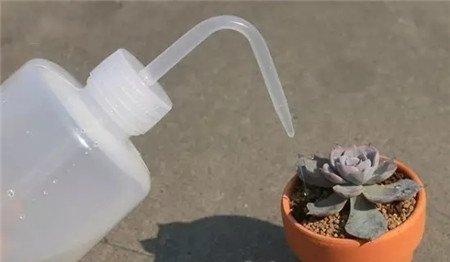 给植物根部浇少量水