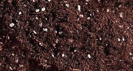 换透气性好的盆土并浇透。