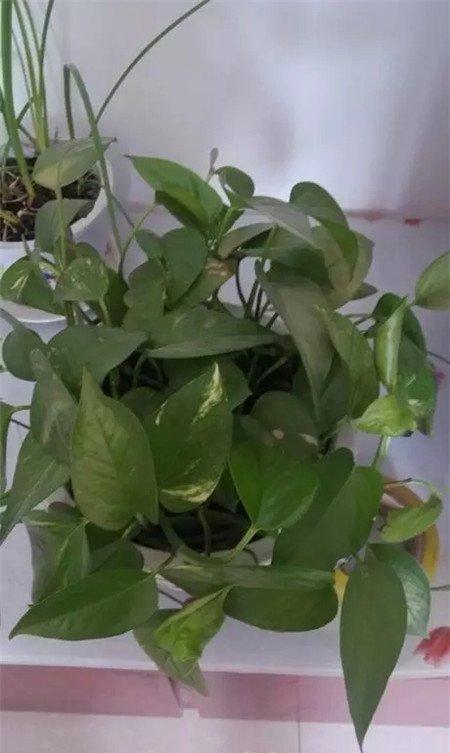 把植物移到阴凉通风处