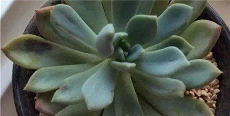 将花移到零上五度温暖的避风向阳处