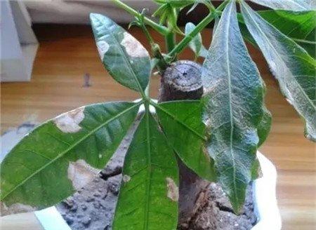 给植物根部浇少量水