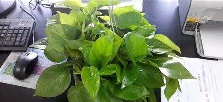 给植物根部浇少量水，不要一次性浇透，不利于植物吸收水分。