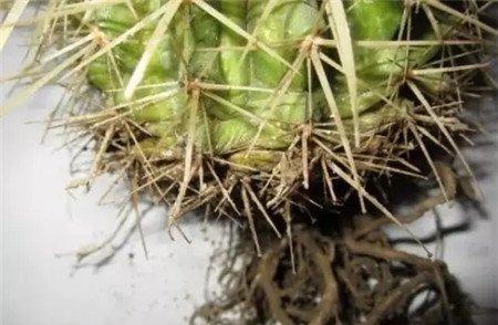 放到阴凉通风处晾干。